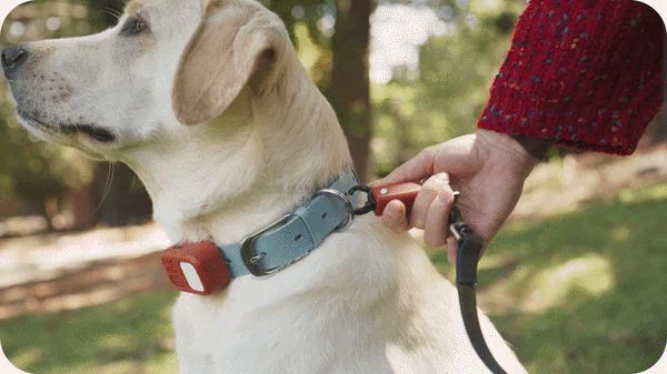 リードの引っ張りを検知し、呼び戻しや吠えもスマホで躾けられる犬用トレーニングカラー DogVibe (ドッグバイブ)