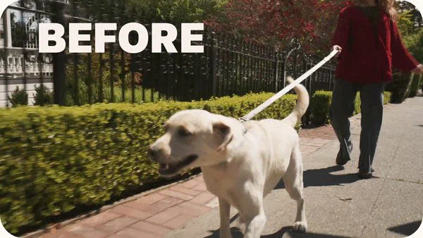 リードの引っ張りを検知し、呼び戻しや吠えもスマホで躾けられる犬用トレーニングカラー DogVibe (ドッグバイブ) — 写真3