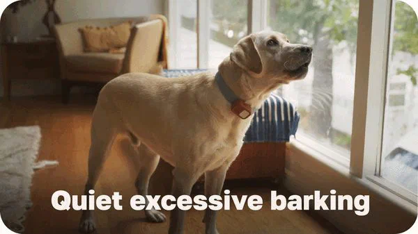 リードの引っ張りを検知し、呼び戻しや吠えもスマホで躾けられる犬用トレーニングカラー DogVibe (ドッグバイブ) — 写真6